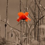 Blume